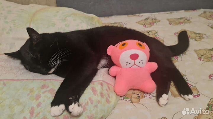 Кот Макс мечтает о семье