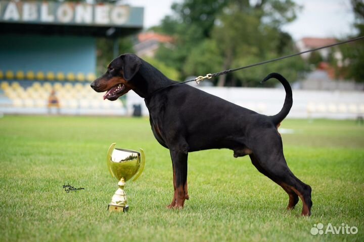 Настоящие доберманы