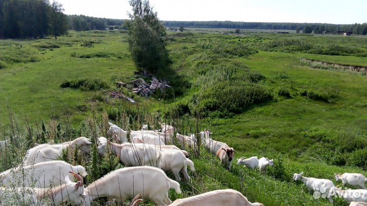 Козы дойные