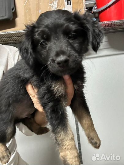 Щенки в добрые руки