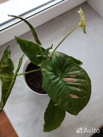 Сингониум сортовый pink splash