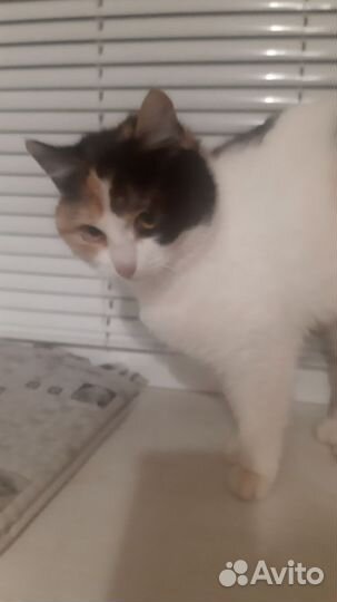 Кошечка Глаша