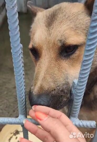 Ласковый мальчик