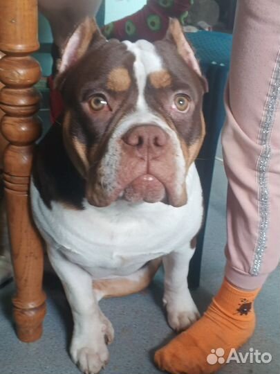 Вязка, Амбулли