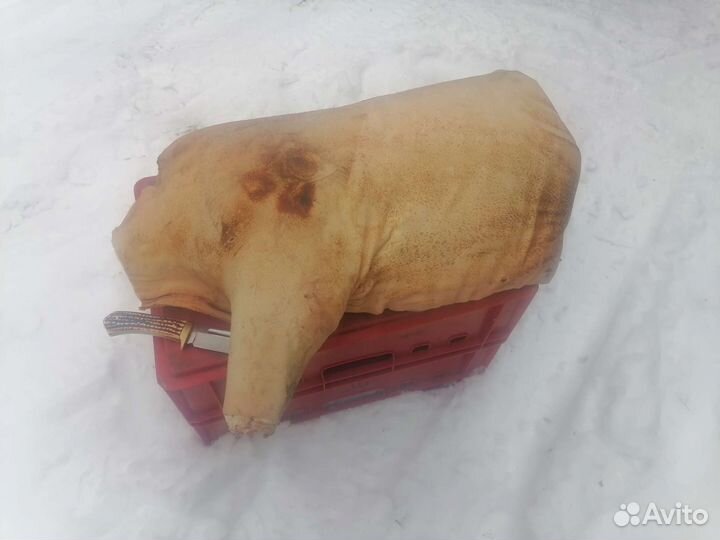 Свинина полутуши, четверти. Доставка