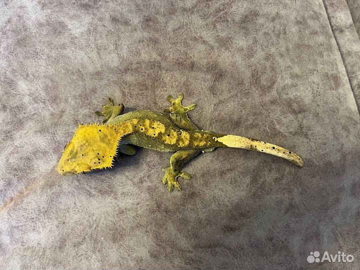 Реснитчатый бананоед