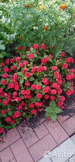 Бальзамин ванька мокрый