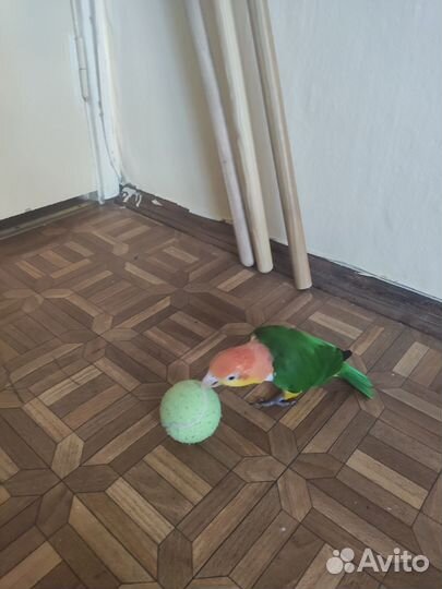 Фиксированная цена) Передержка попугаев