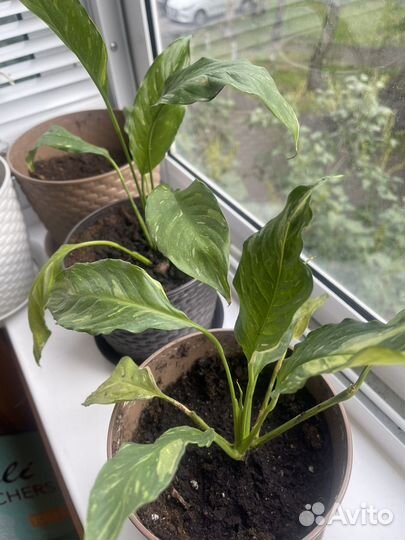 Спатифиллум пятнистый (женское счастье)