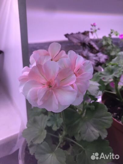 Герань пеларгония