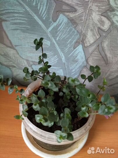 Традесканция