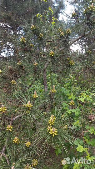 Сосновая пыльца