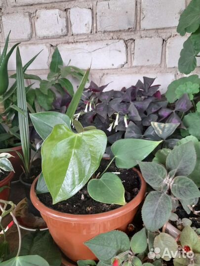 Комнатные цветы