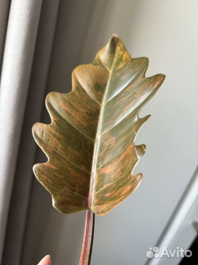 Филодендрон карамель марбл вар