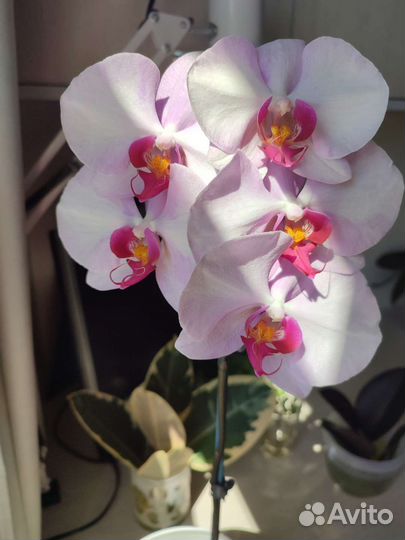 Орхидея фаленопсис цветёт