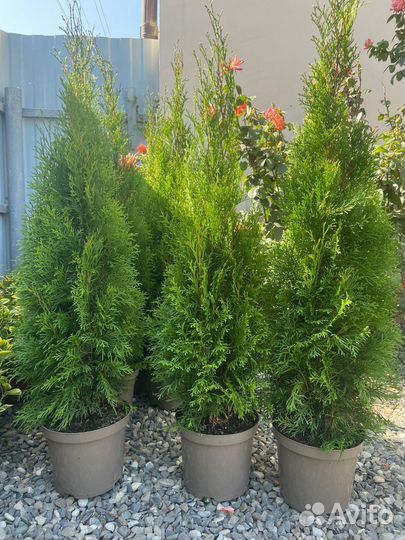 Туя смарагд