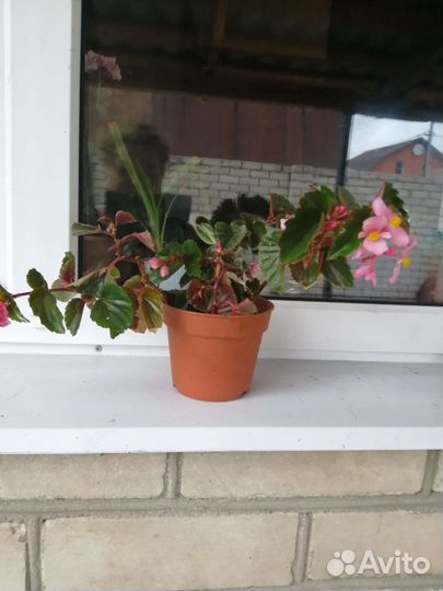 Герани, хавортии, бегонии