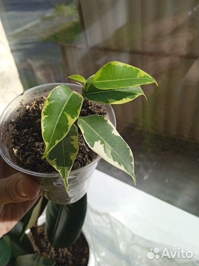 Шефлера вариегатная черенок