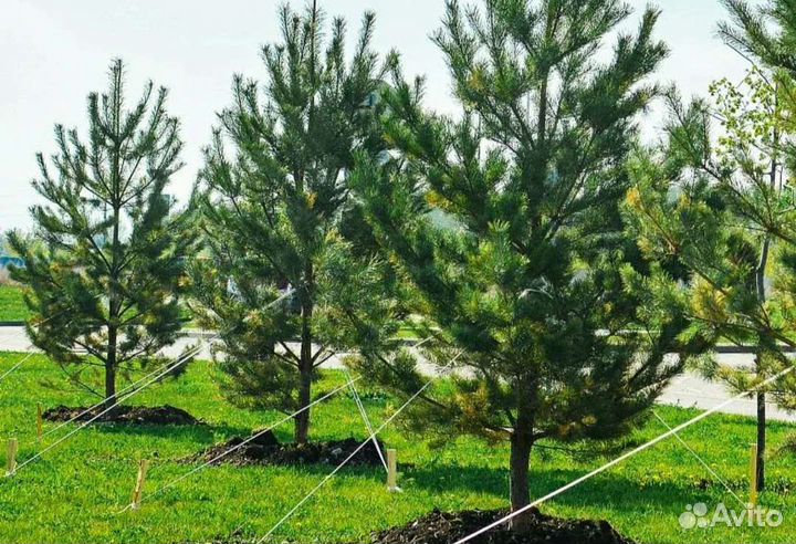 Сосна 2,5-3м