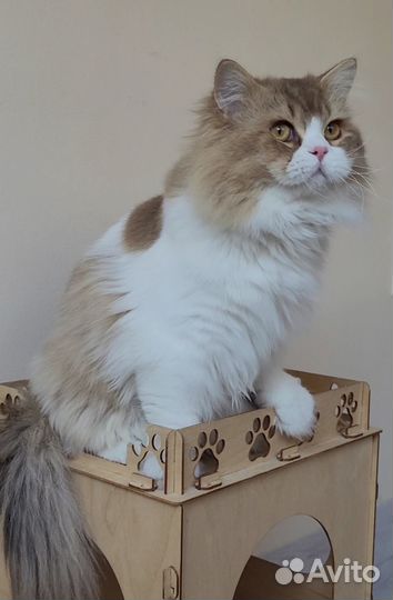 Шоколадный британец