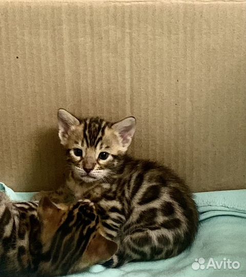 Бенгальские котята