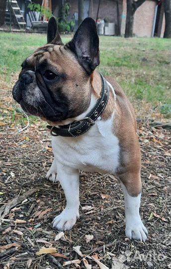 Вязка кобель