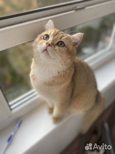 Золотая шиншилла вязка