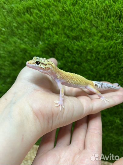 Эублефар геккон ящерица