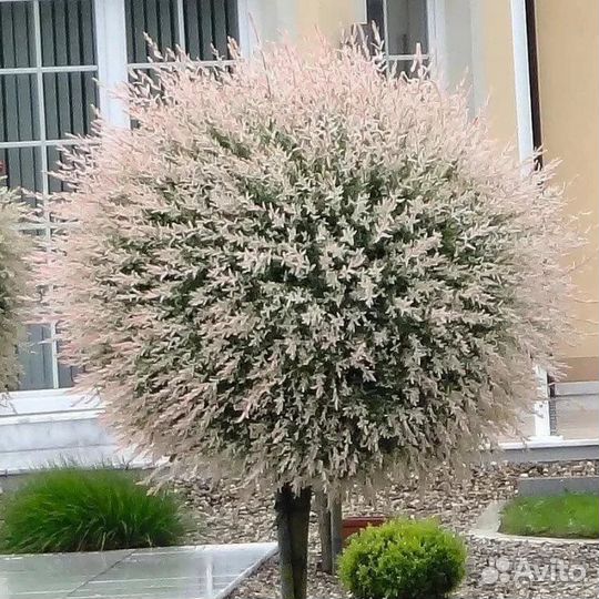 Ива Хакуро Нишики С2/3