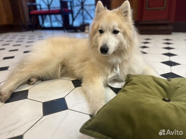 Рыжий «Волк» на Вашу фотографию