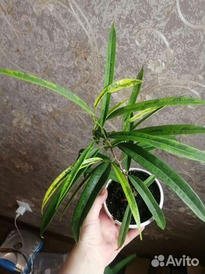 Кротоны, фикус