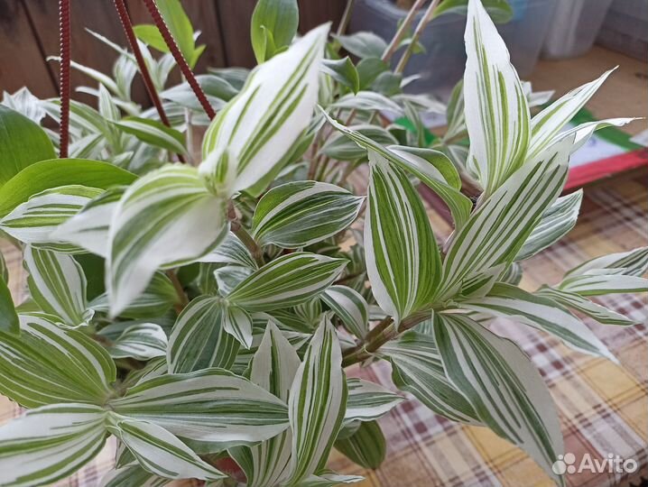 Традесканция розовая в подвесном горшке