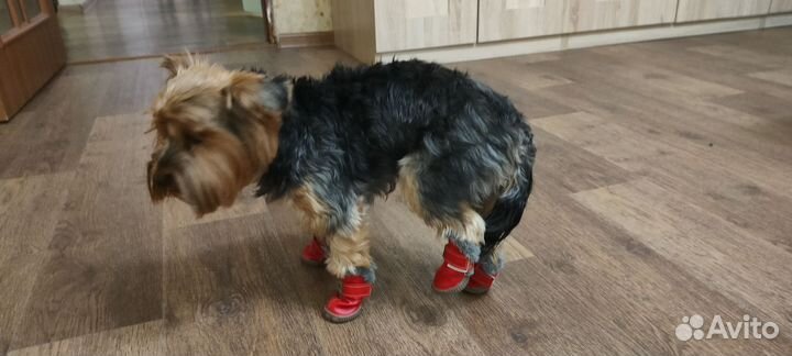 Обувь для маленьких собак