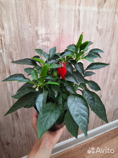 Перец комнатный