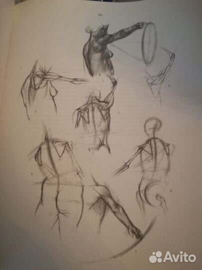 Анатомия для художников, книга