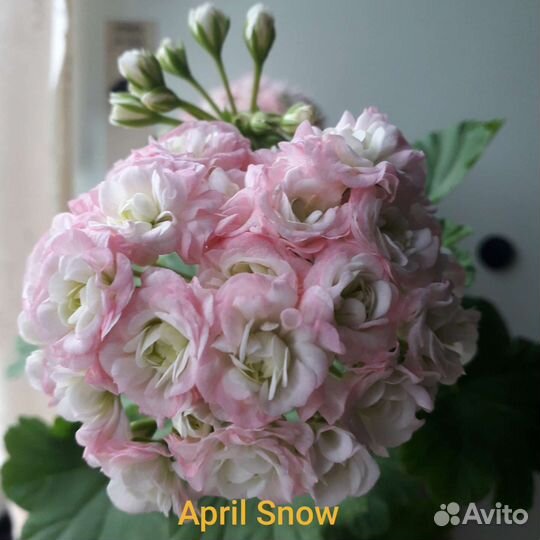 Пеларгонии сортовые