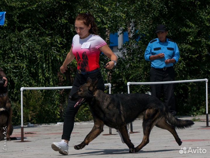 Дрессировка собак, Зоогостиница, передержка