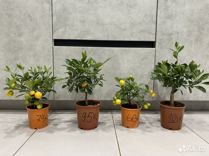 Мандариновое дерево Цитрусовые саженцы с плодами