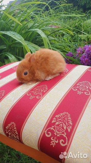 Солнечные малыши