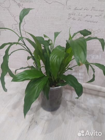 Комнатные растения