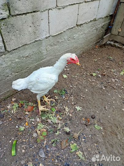 Бойцовая птица