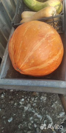 Пшеница фуражная