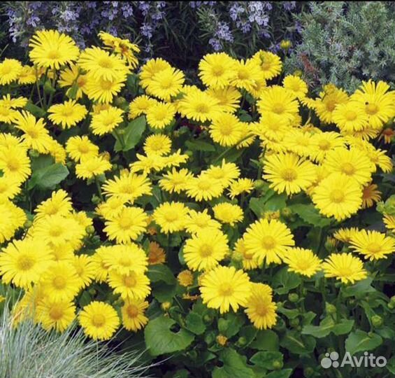 Дороникум многолетний