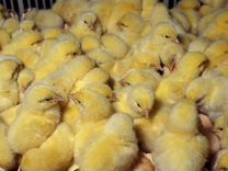 Цыплята несушек/бройлеров суточные и подрощенные