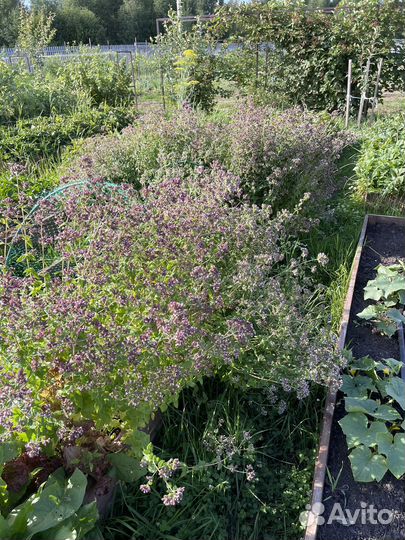 Душица саженцы 2 сорта