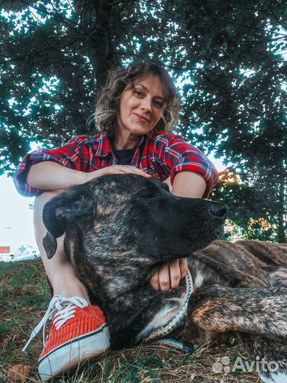 Собака метис кане-корсо в добрые руки бесплатно