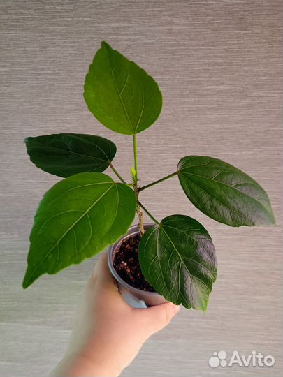 Гибискус черенок