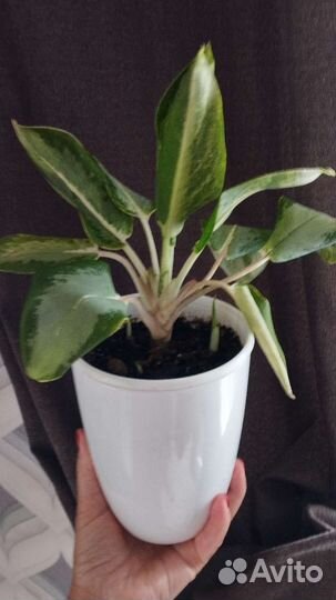 Аглаонема 
