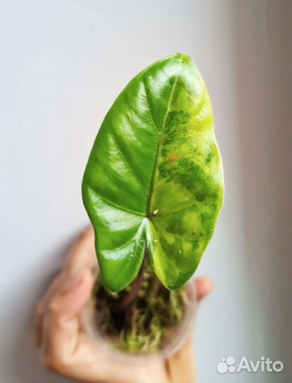 Алоказия блэк стэм жёлтая