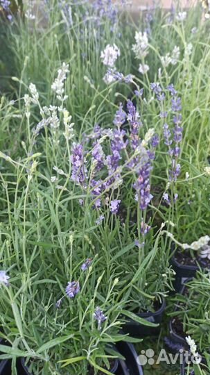 Лаванда узколистная